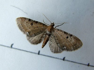 Wormwood Pug